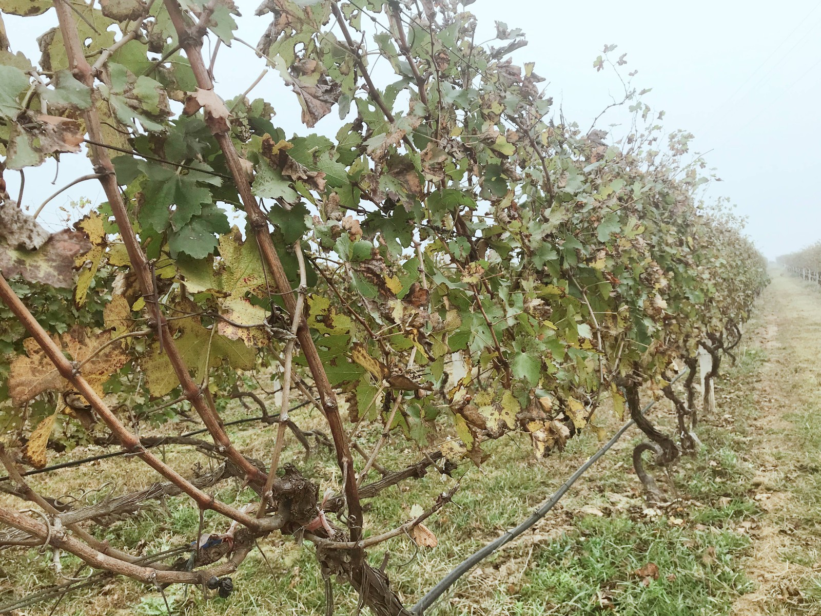 15731750014660.jpg 微信圖片_20191107103731.jpg