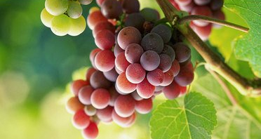 15776057587365.jpg t01e4c5ca10f996b601.jpg