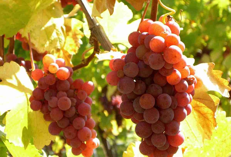 15776058028453.jpg t0125082747717b4efa.jpg