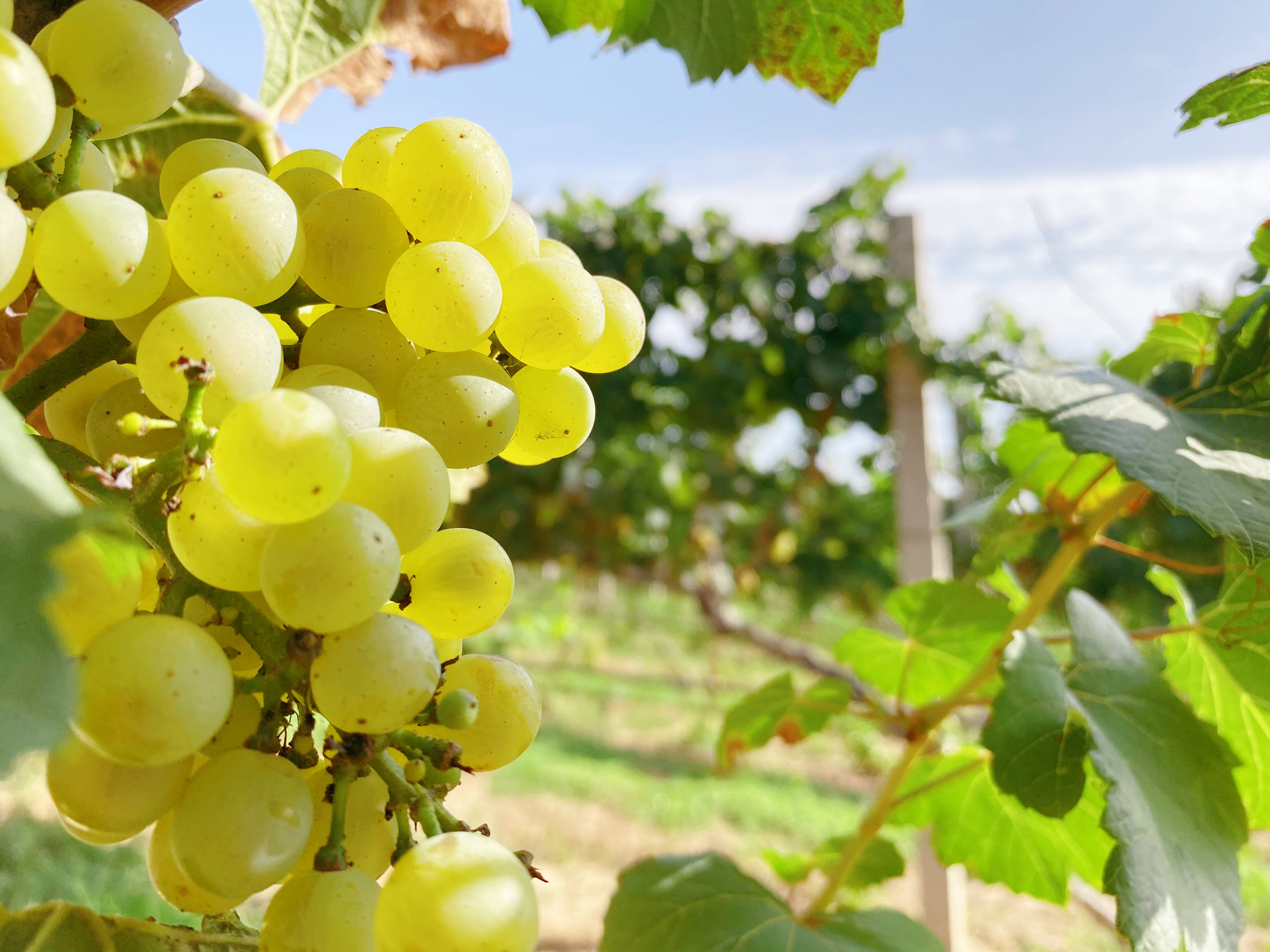 春耕夏耘后，秋收正當時~