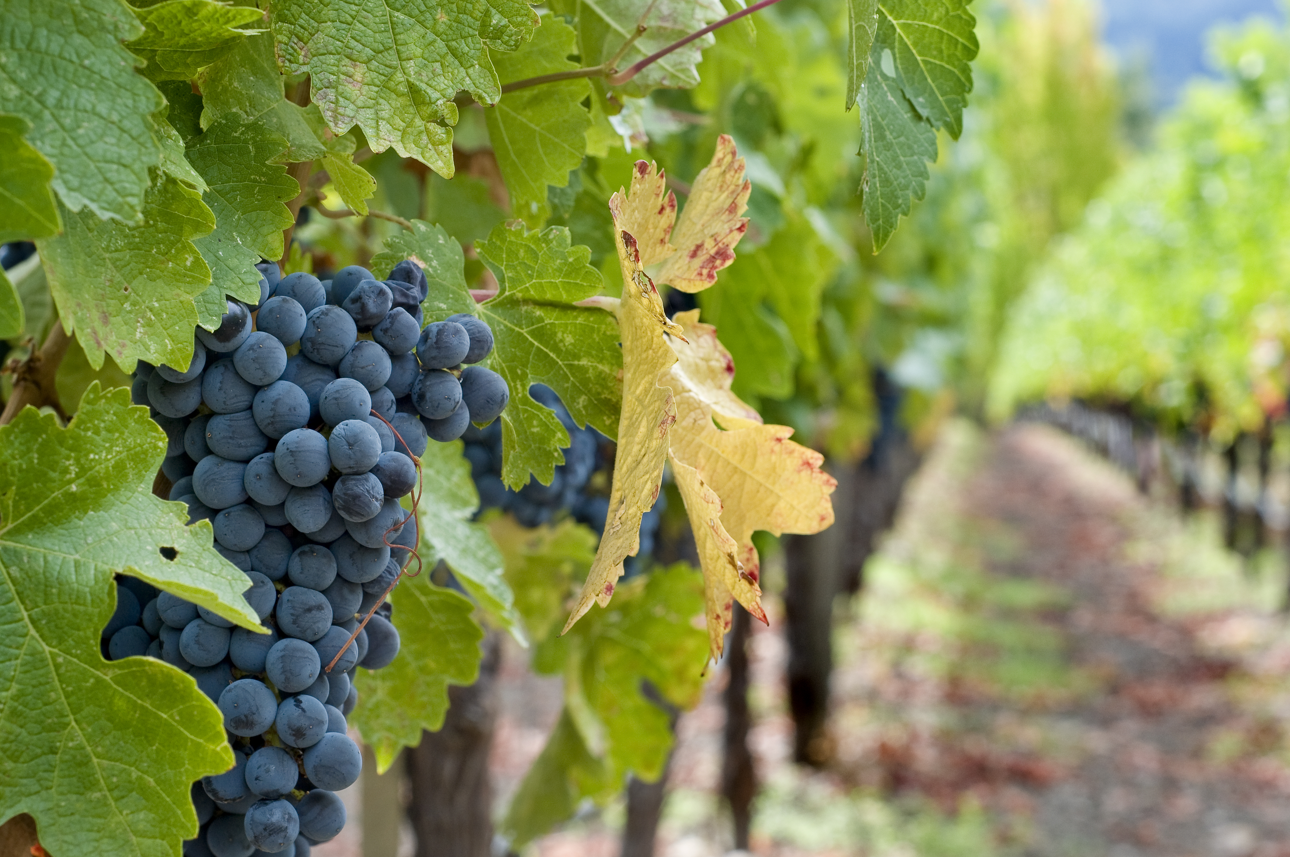 秋分 ▎晝夜相半，佳釀相伴