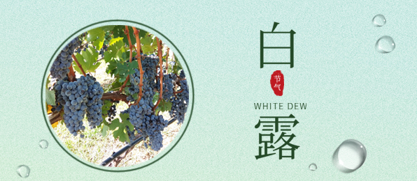 白露 ▎葡園循風(fēng)，奔赴一場秋色