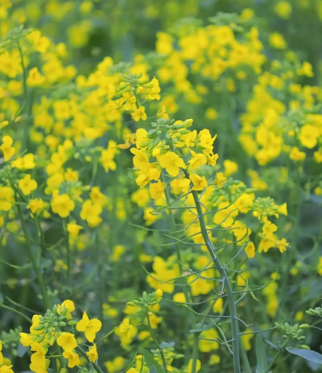 清明|尋找春天的微醺踏青之旅